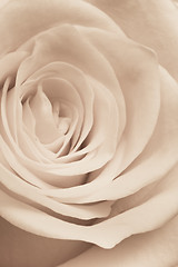 Image showing white rose close up