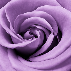 Image showing violet rose