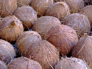 Image showing Big coconuts