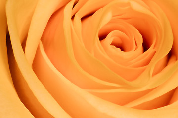 Image showing orange rose close up