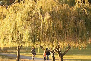 Image showing Watch people walk by the golden trees
