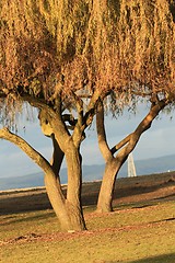 Image showing two golden trees on a sunny day