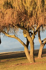 Image showing Two Golden trees and a nearby mountain   