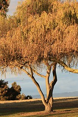 Image showing Golden tree and a nearby mountain  