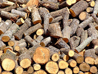 Image showing Firewood