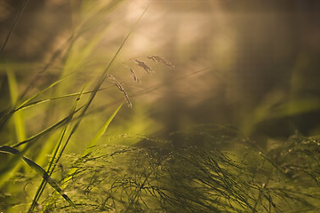 Image showing Forest floor close-up