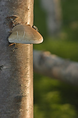 Image showing Polypore mushroom on a tree