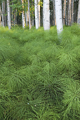 Image showing Green floor of the forest