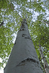 Image showing Take a look at birch from beneath