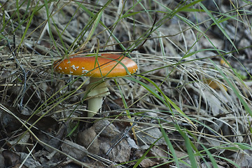 Image showing poisonous mushroom