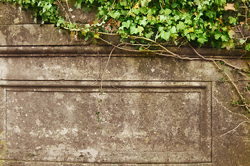 Image showing Grunge frame. Ivy over old wall