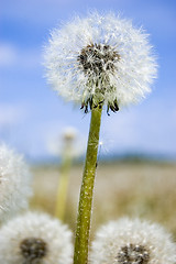 Image showing Dandelion field over blue sky