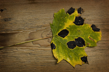 Image showing autumn leaf over old board