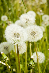 Image showing Dandelion field