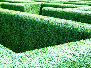 Image showing Maze in a garden