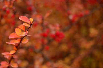 Image showing Autumn leaves