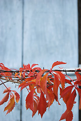 Image showing Red autumn leaves