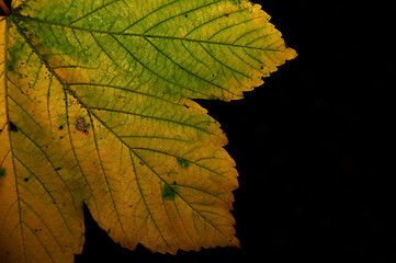 Image showing Autumn leaves