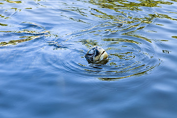 Image showing Sea turtle