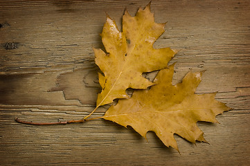 Image showing autumn leaf over old board