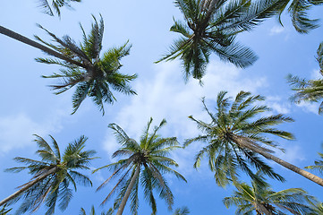 Image showing Coconut palms