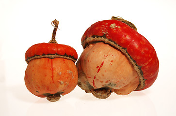 Image showing Pumpkin