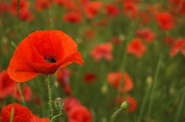 Image showing poppy field