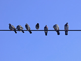 Image showing Pigeons on a string