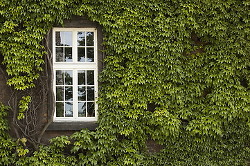 Image showing Window with ivy