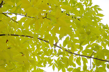 Image showing Autumn leaves