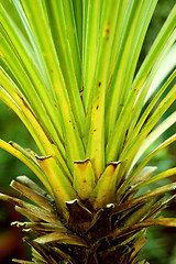 Image showing Palm close-up