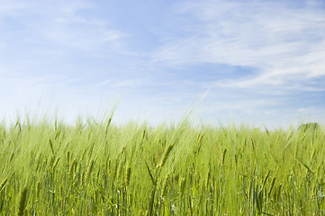 Image showing Wheat field on spring