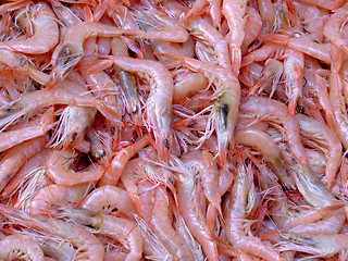 Image showing Pile of shrimps