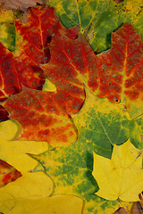 Image showing Autumn leaves