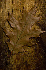 Image showing autumn leaf over old board