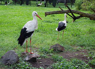 Image showing storks