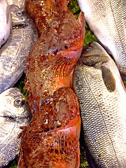 Image showing Sea fish