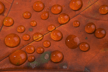 Image showing Water drop on autumn leaf