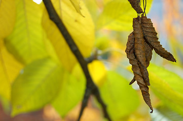 Image showing Autumn leaves