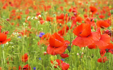 Image showing poppy field