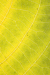 Image showing Macro leaf