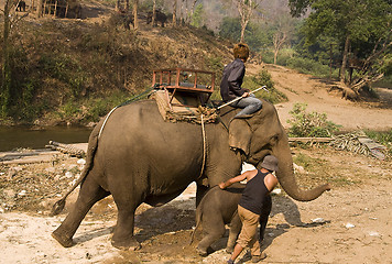 Image showing Young and old asian elephants