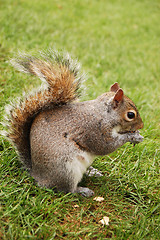 Image showing squirrel