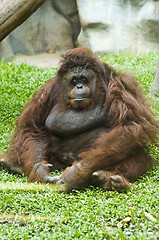 Image showing Orangutan sitting on grass