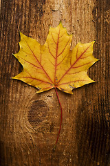 Image showing autumn leaf over old board