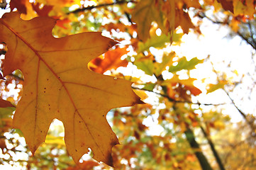 Image showing Autumn leaves