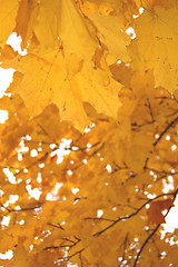 Image showing Autumn leaves