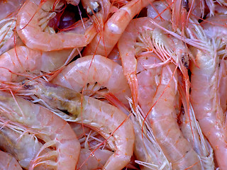 Image showing Shrimps detail