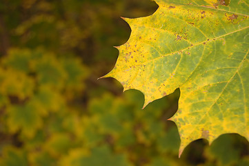 Image showing Autumn leaves