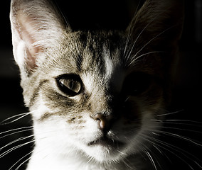 Image showing Young cat portrait